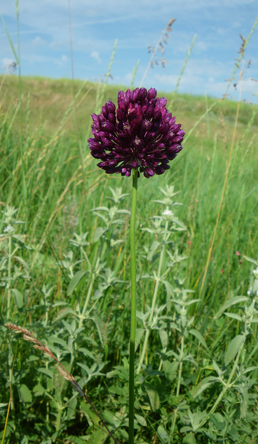 Image of Allium rotundum specimen.