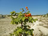 Sorbus aucuparia. Верхушка молодого плодоносящего растения (самосев). Украина, г. Луганск, ул. Павловская, меловой карьер. 14.09.2017.