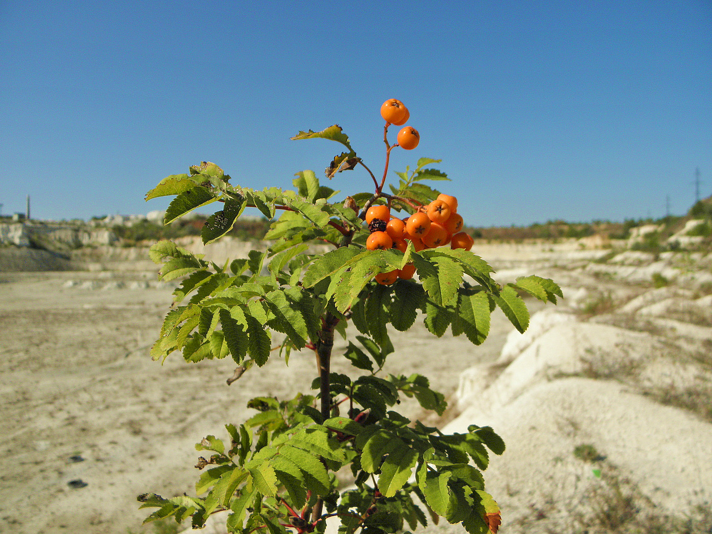 Image of Sorbus aucuparia specimen.