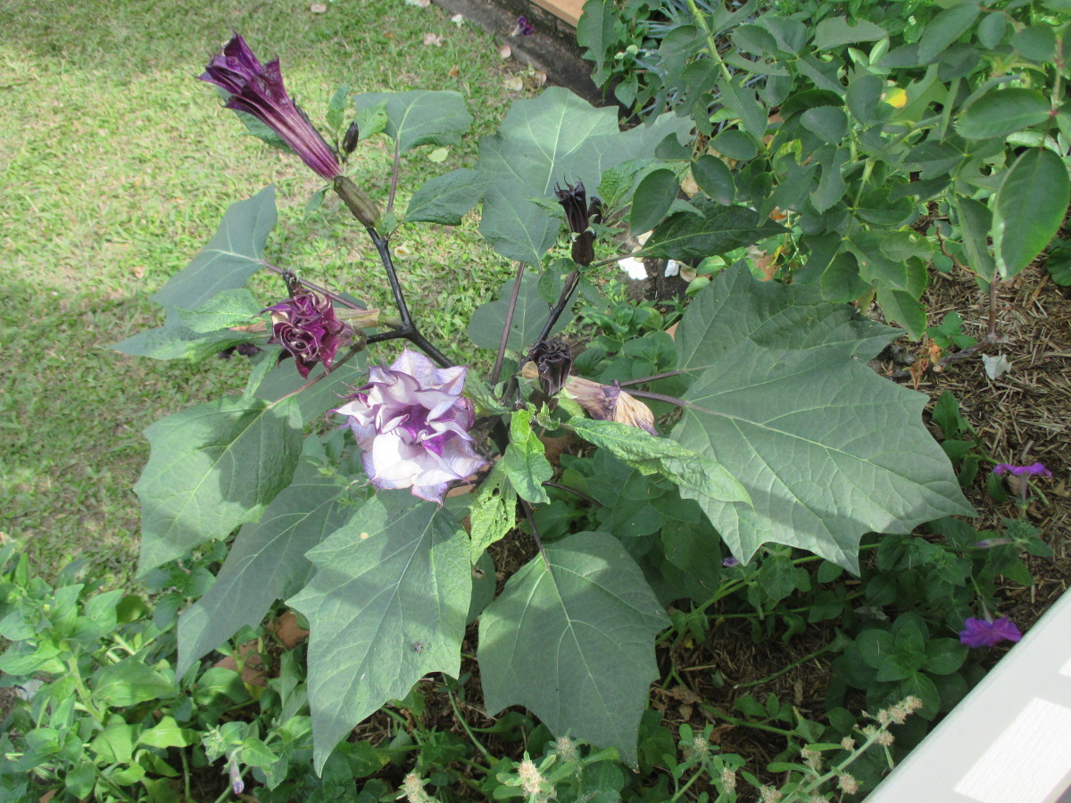 Изображение особи Datura metel.