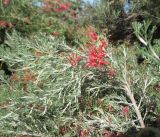 Grevillea подвид glabrilimba