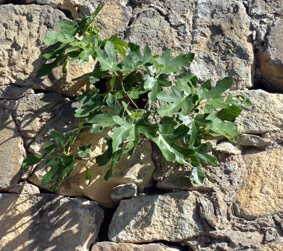 Image of Ficus carica specimen.