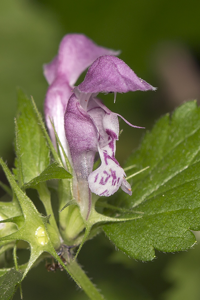 Image of Lamium maculatum specimen.