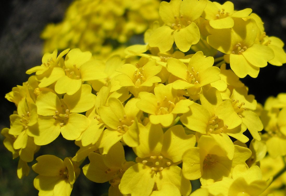 Изображение особи Aurinia saxatilis.