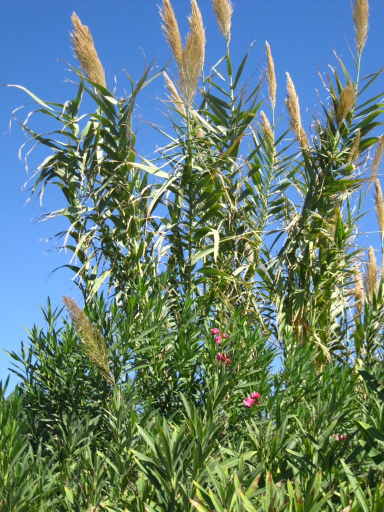 Изображение особи Arundo donax.