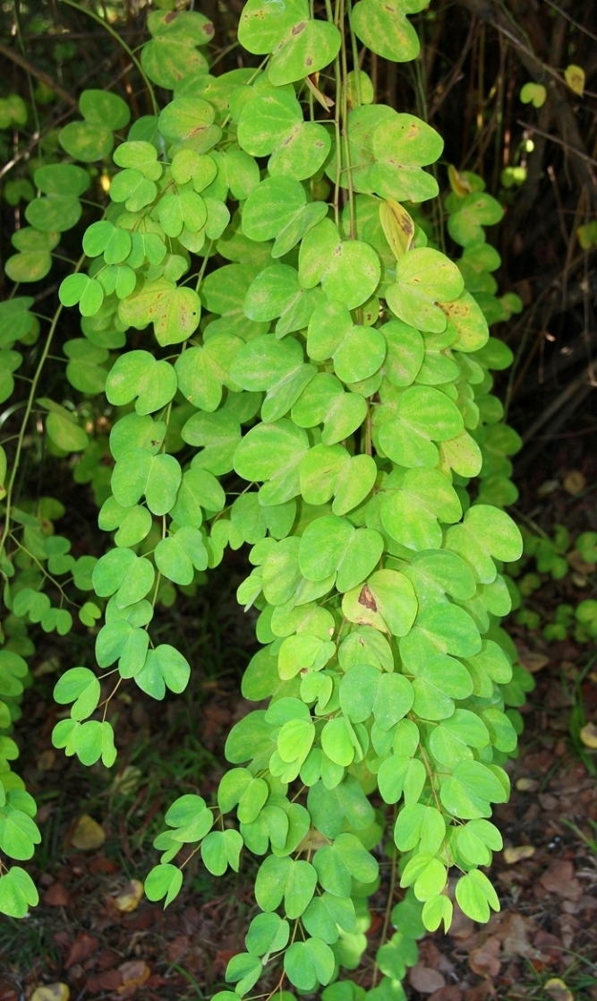 Изображение особи Bauhinia brachycarpa.