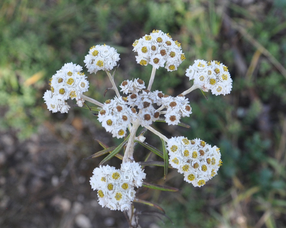 Изображение особи Anaphalis margaritacea.