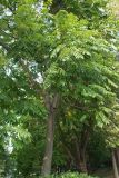 род Juglans