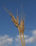 Dasypyrum villosum. Верхушки побегов с частично осыпавшимися соплодиями. Краснодарский край, окр. г. Крымск, приречный луг. 27.09.2015.
