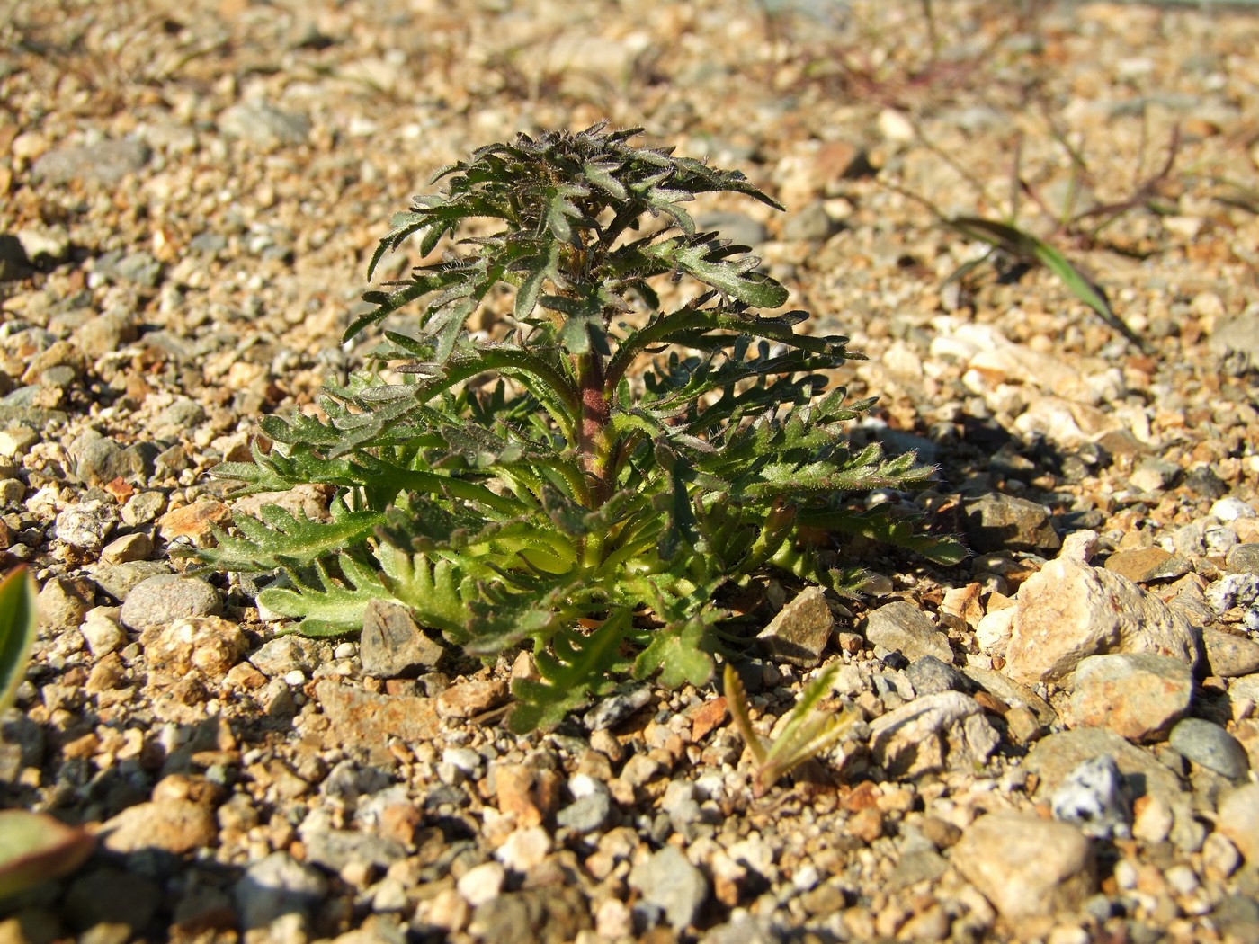 Изображение особи Dontostemon pinnatifidus.