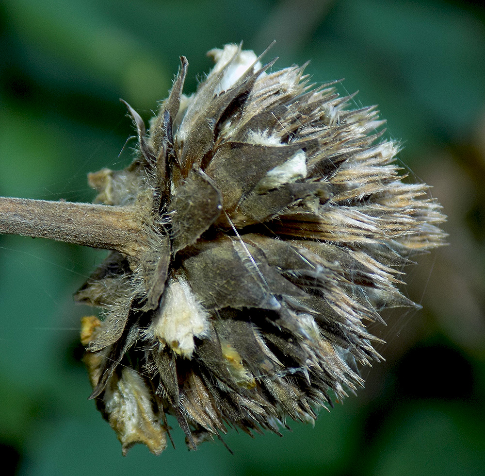 Изображение особи Cephalaria gigantea.