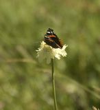 Image of taxon representative. Author is Александр Лебедев