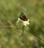 Cephalaria gigantea. Соцветие с кормящейся бабочкой. Кабардино-Балкария, Эльбрусский р-н, южный склон Эльбруса, луг над дорогой, ведущей к Терскольской обсерватории. Июль 2002 г.