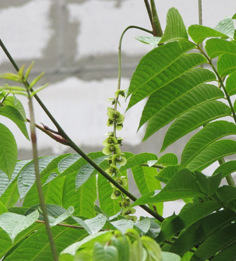 Image of Pterocarya rhoifolia specimen.