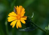 Calendula arvensis