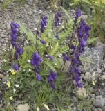 Campanula collina. Цветущее растение. Кабардино-Балкария, Эльбрусский р-н, южный склон Эльбруса, обочина дороги к Терскольской обсерватории. 30.09.2009.