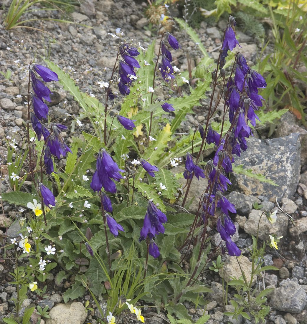 Изображение особи Campanula collina.