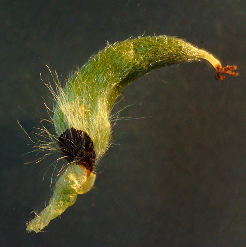 Image of Salix phylicifolia specimen.