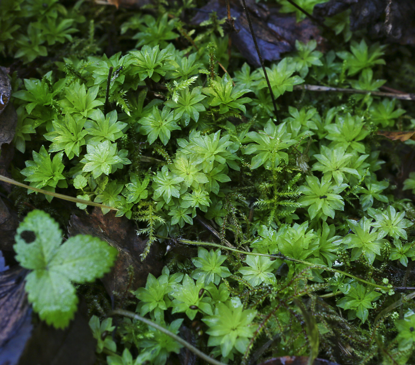 Изображение особи Rhodobryum roseum.