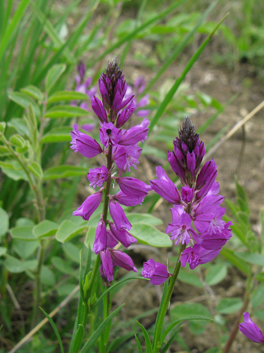 Изображение особи Polygala comosa.