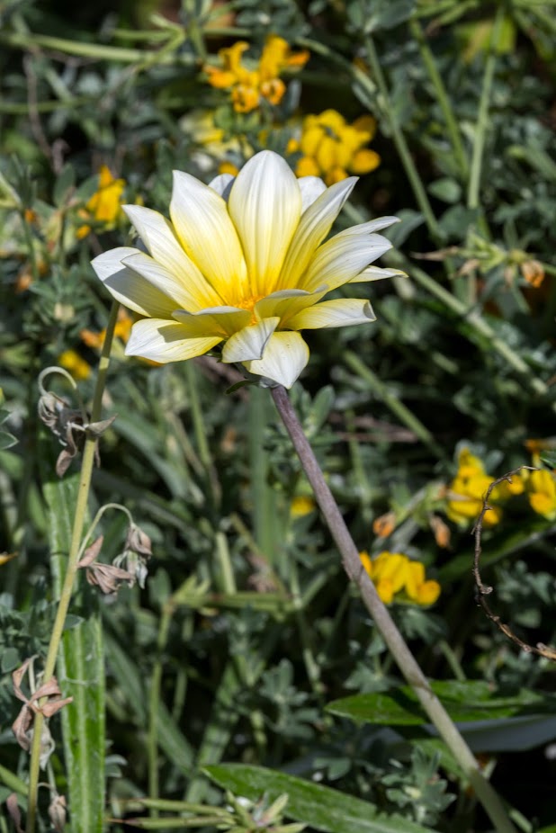 Изображение особи Gazania × hybrida.