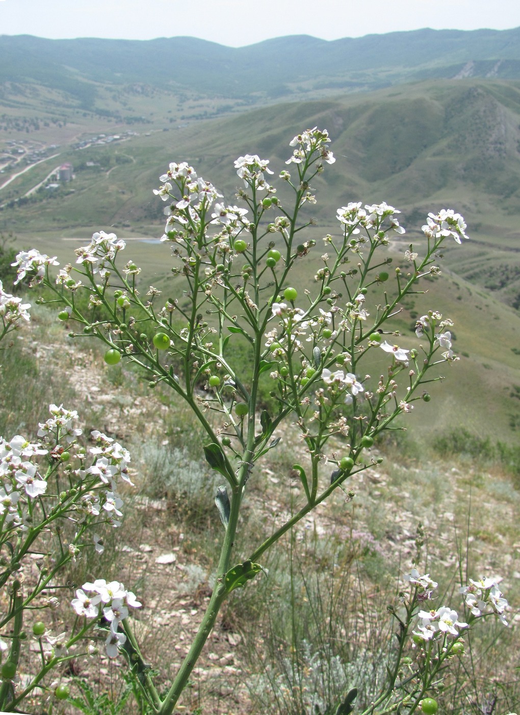 Изображение особи Crambe gibberosa.