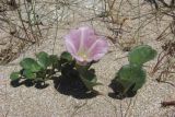 Calystegia soldanella