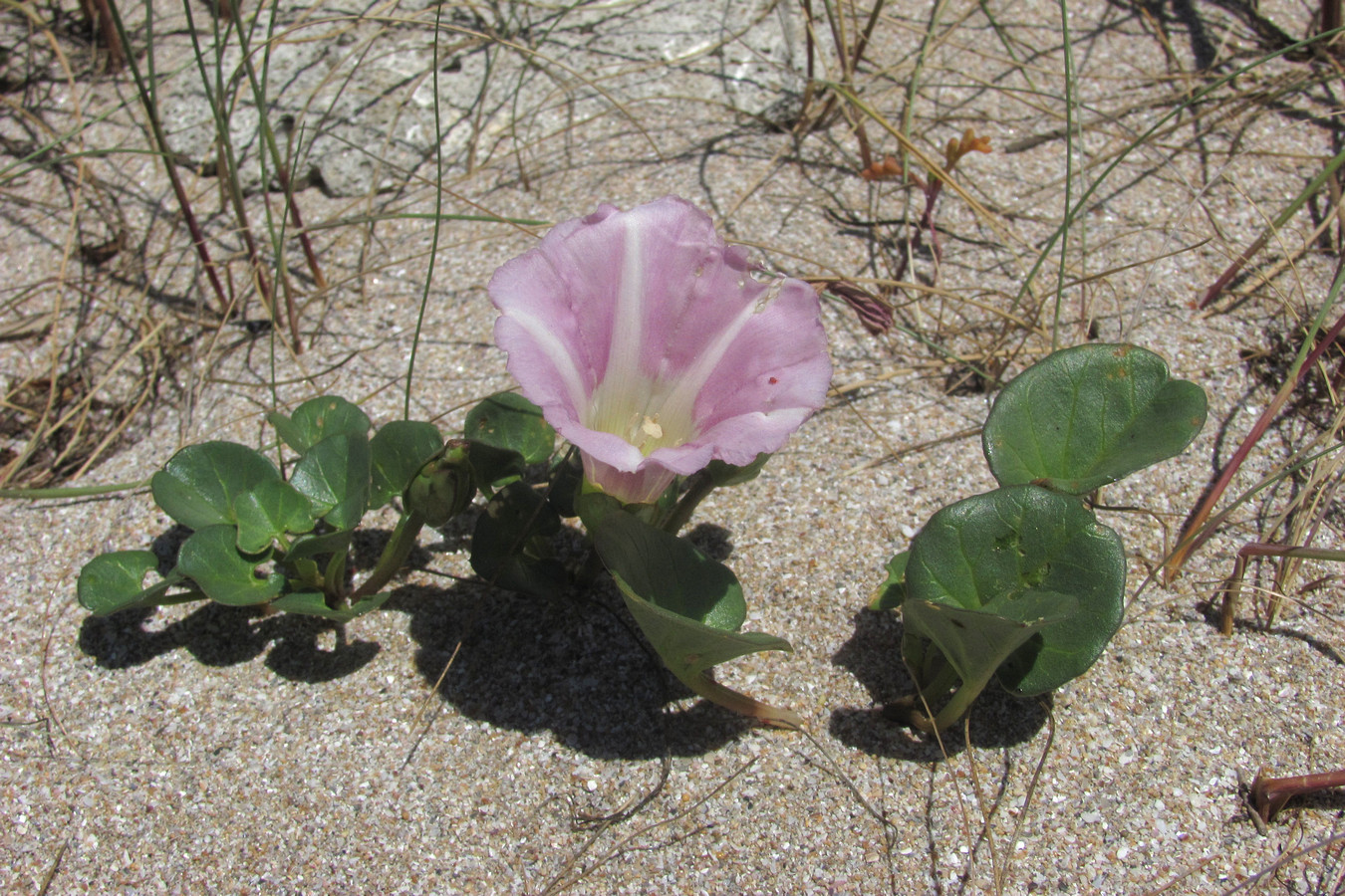 Image of Calystegia soldanella specimen.