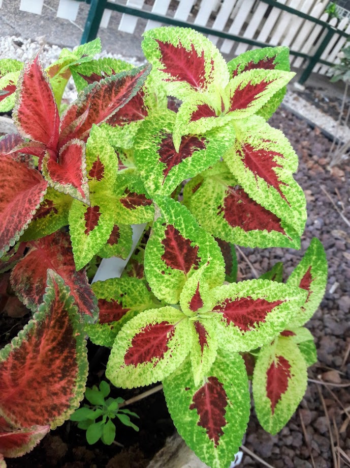 Image of Coleus scutellarioides specimen.