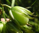 Ornithogalum boucheanum