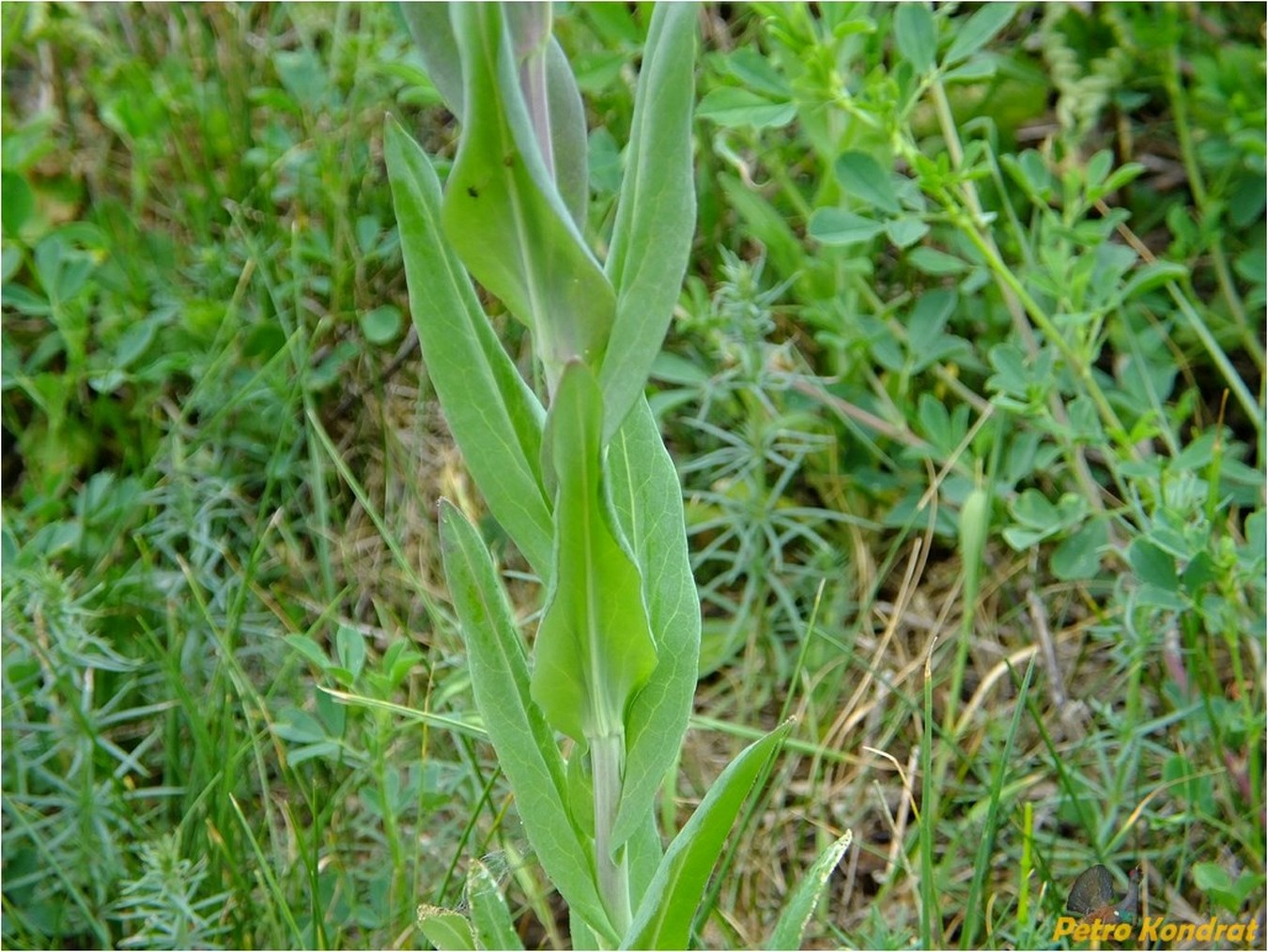 Image of Turritis glabra specimen.