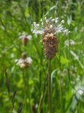 Plantago lanceolata. Соцветие. Марий Эл, г. Йошкар-Ола, Центральный парк, поляна. 19.06.2018.