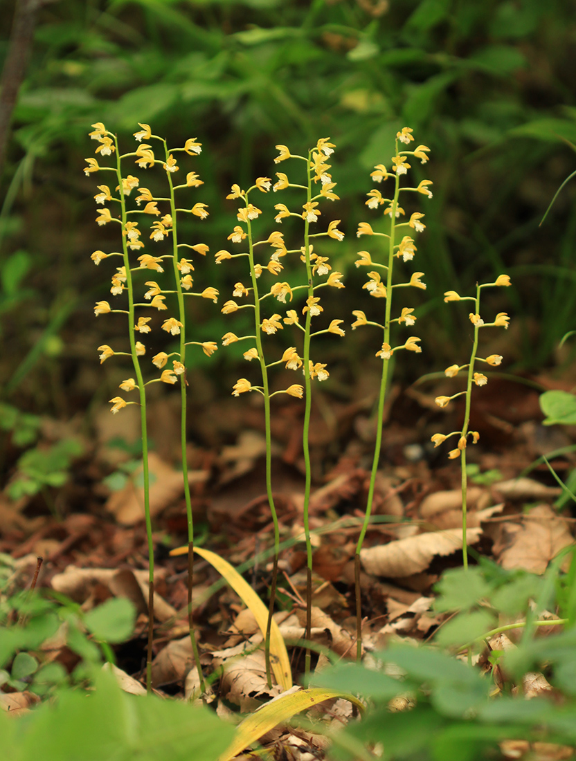 Image of Oreorchis patens specimen.