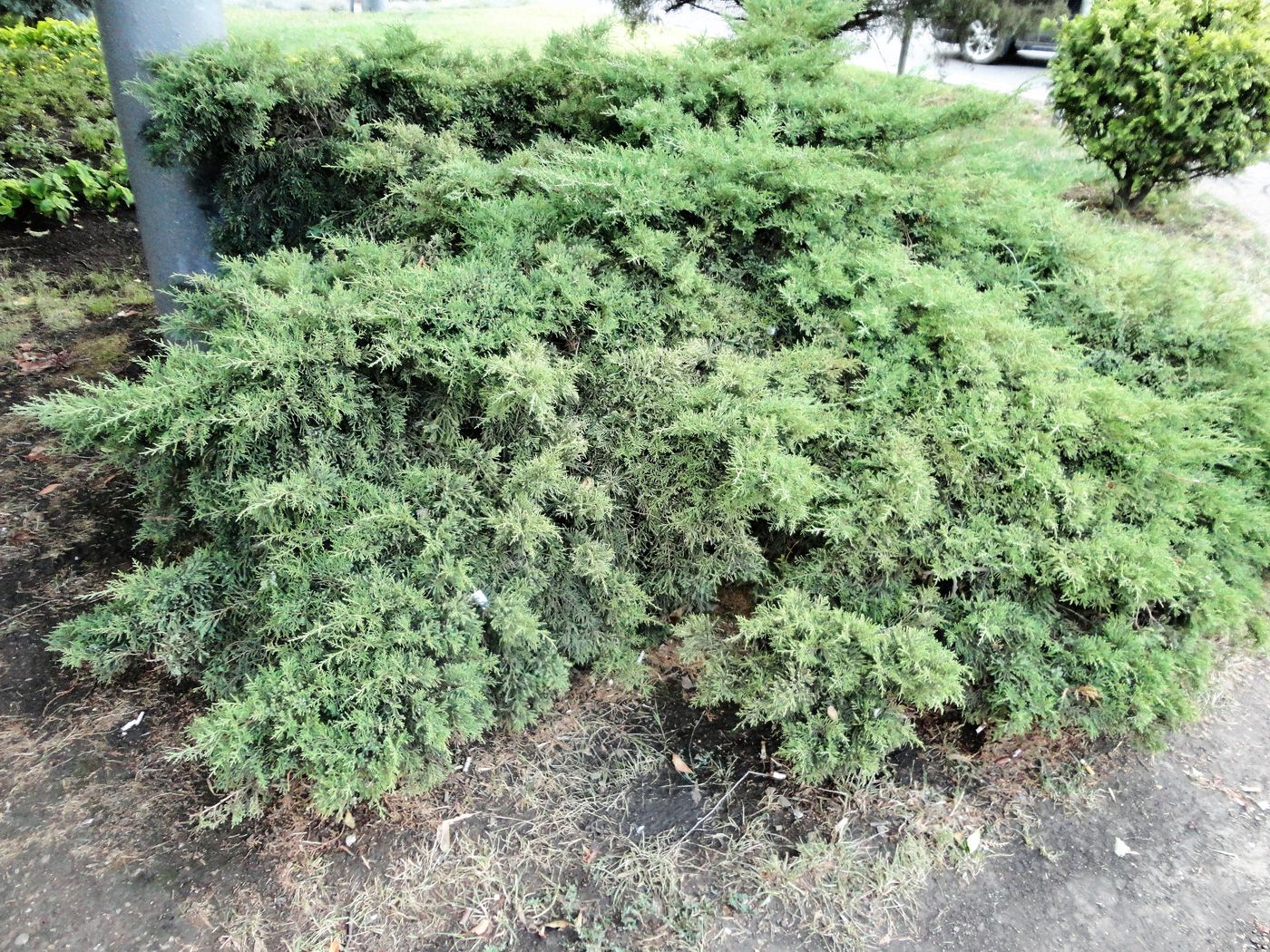 Image of Juniperus &times; pfitzeriana specimen.