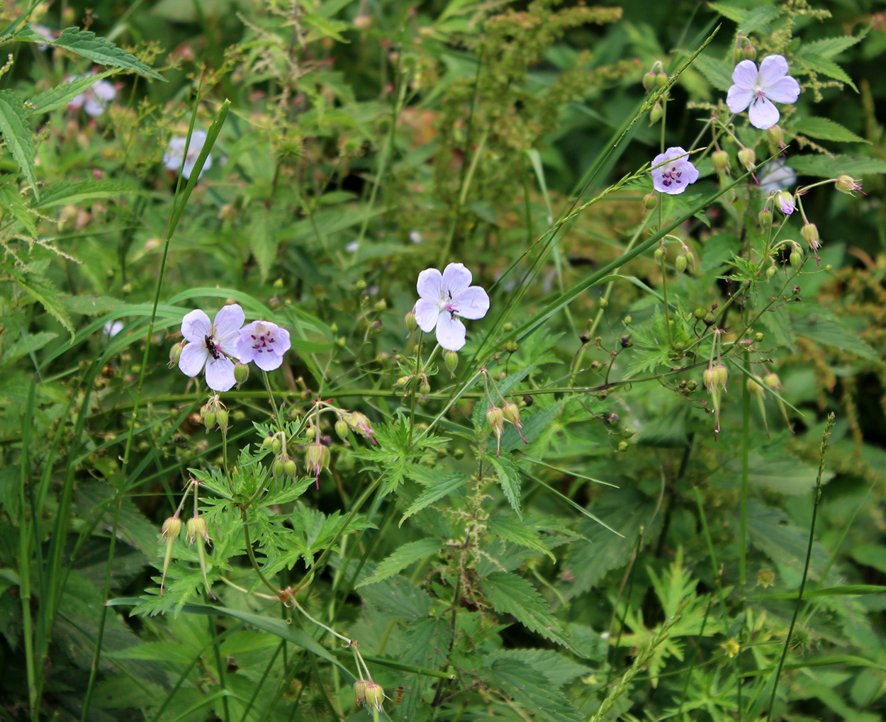 Image of Geranium kemulariae specimen.