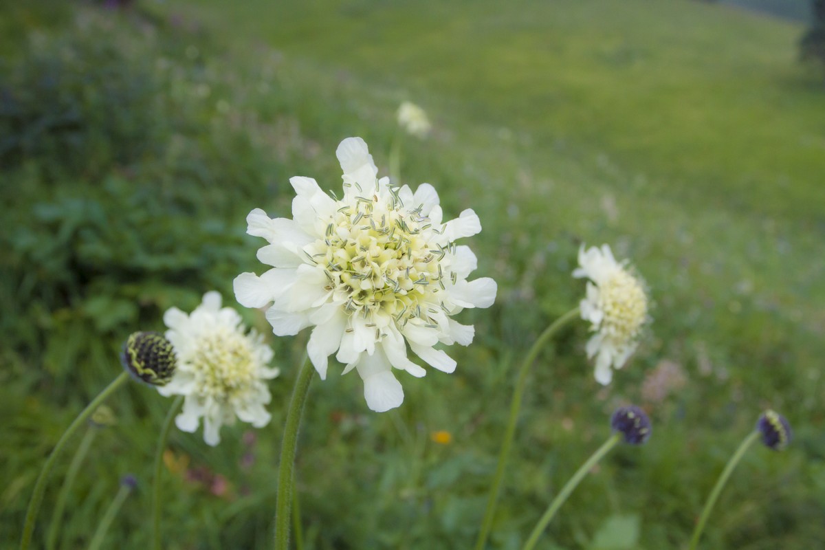 Image of Cephalaria gigantea specimen.