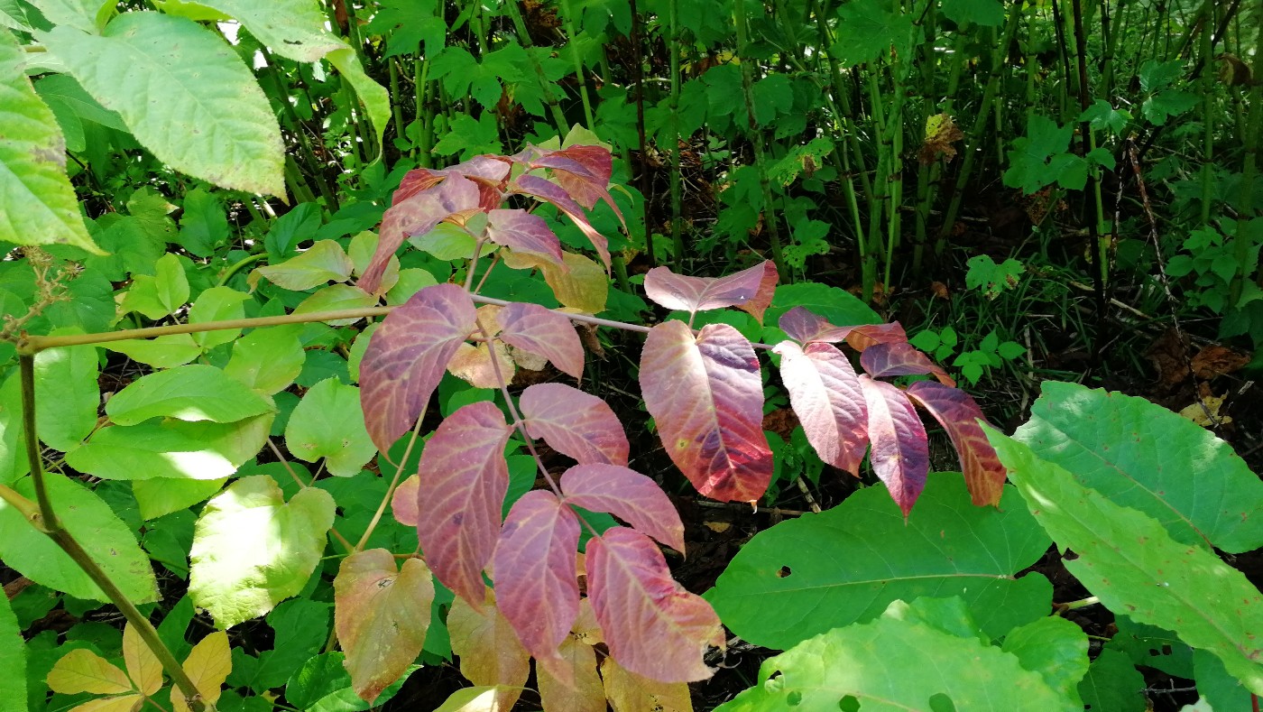 Изображение особи Aralia cordata.