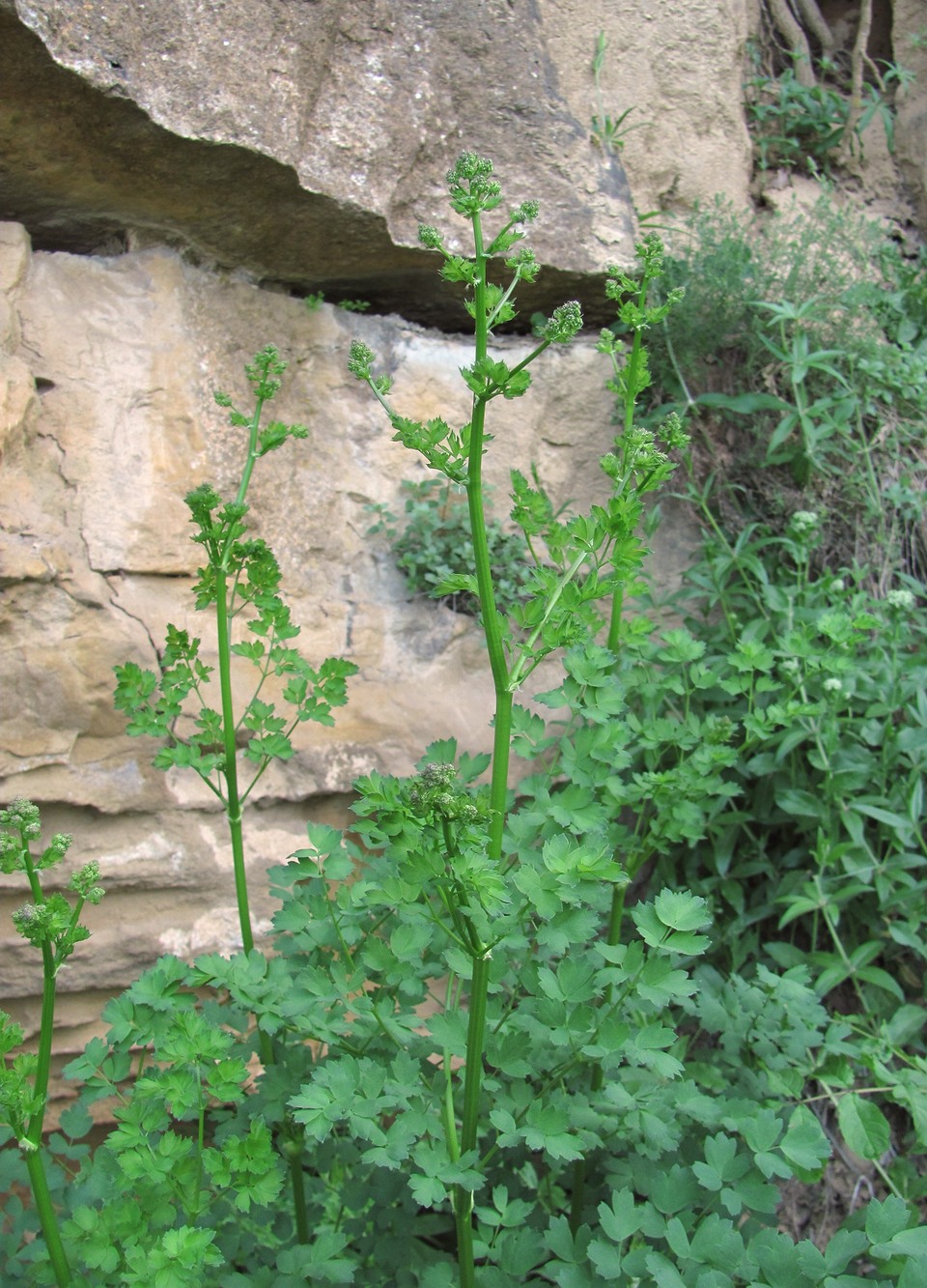 Image of Thalictrum minus specimen.
