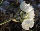 Ornithogalum arabicum