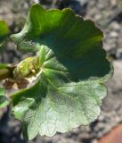 Caltha violacea