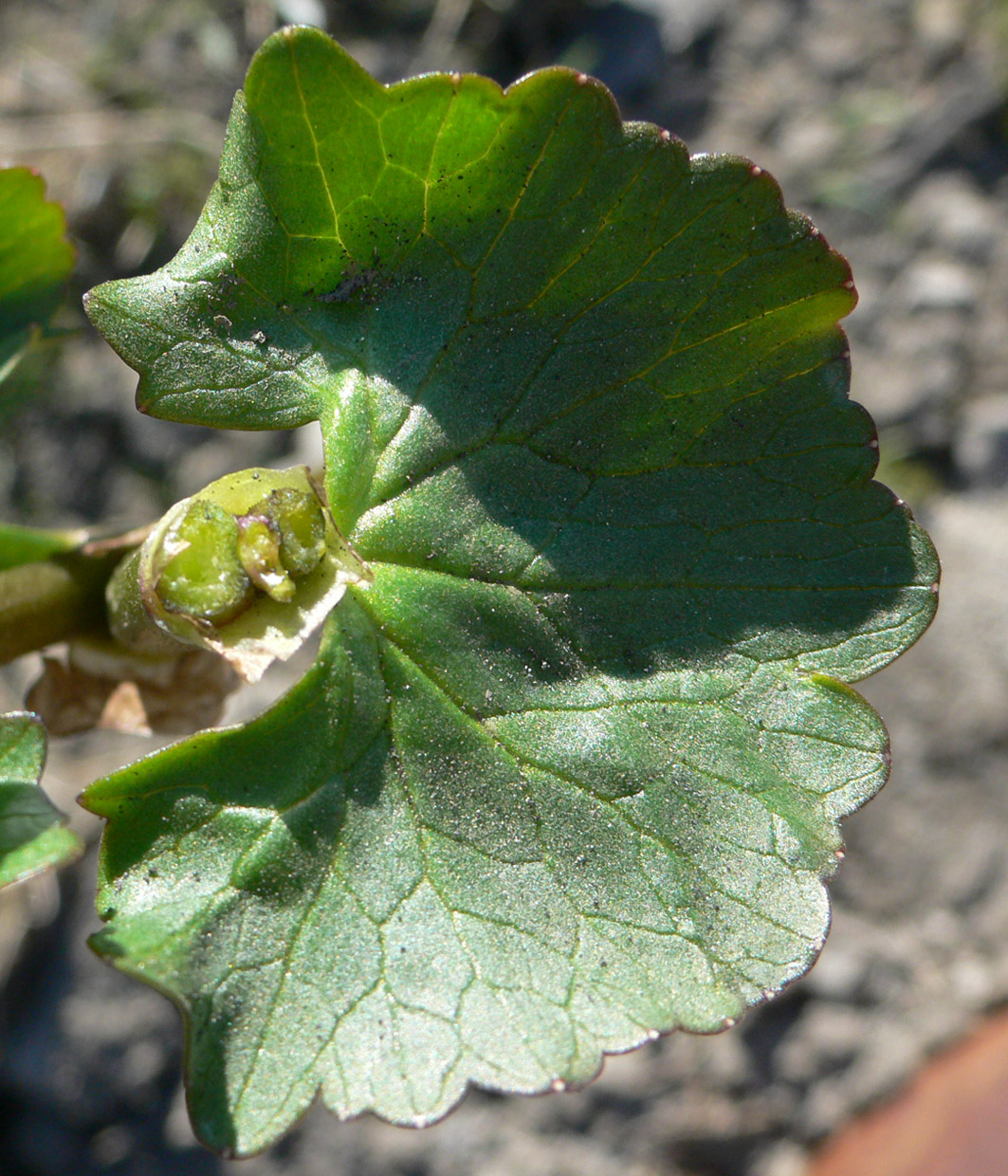 Image of Caltha violacea specimen.