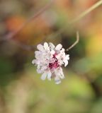 genus Scabiosa. Соцветие. Грузия, Боржоми-Харагаульский национальный парк, маршрут №10, ≈ 1300 м н.у.м, луг в смешанном лесу. 08.10.2018.