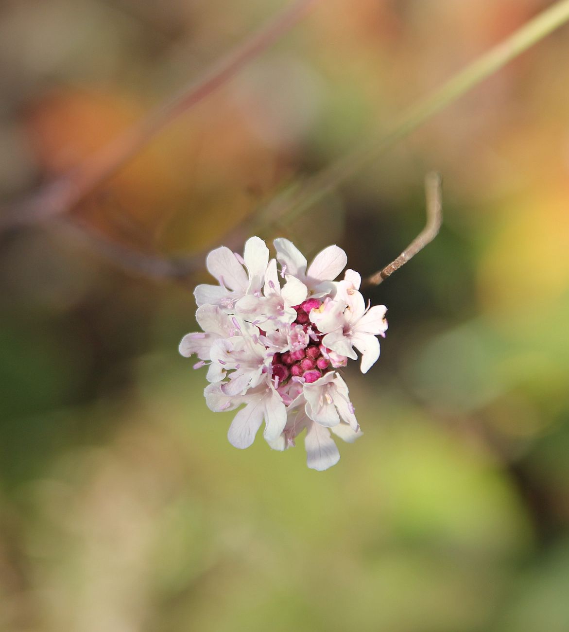 Image of genus Scabiosa specimen.