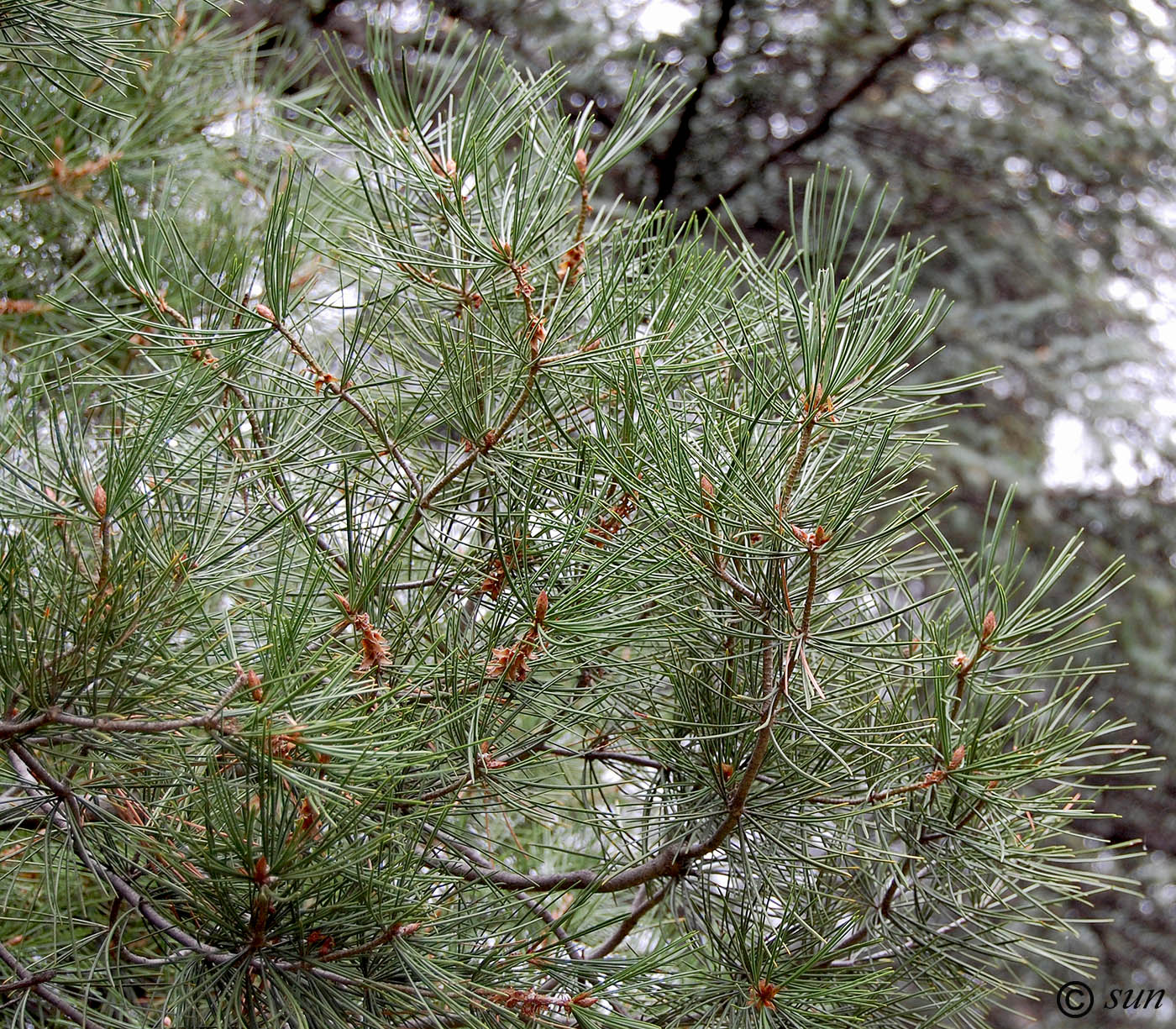 Изображение особи Pinus bungeana.