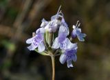 Ziziphora clinopodioides