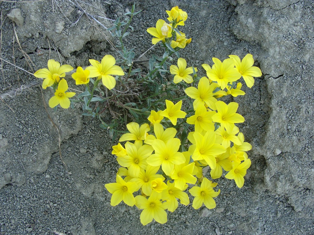 Image of Linum alexeenkoanum specimen.