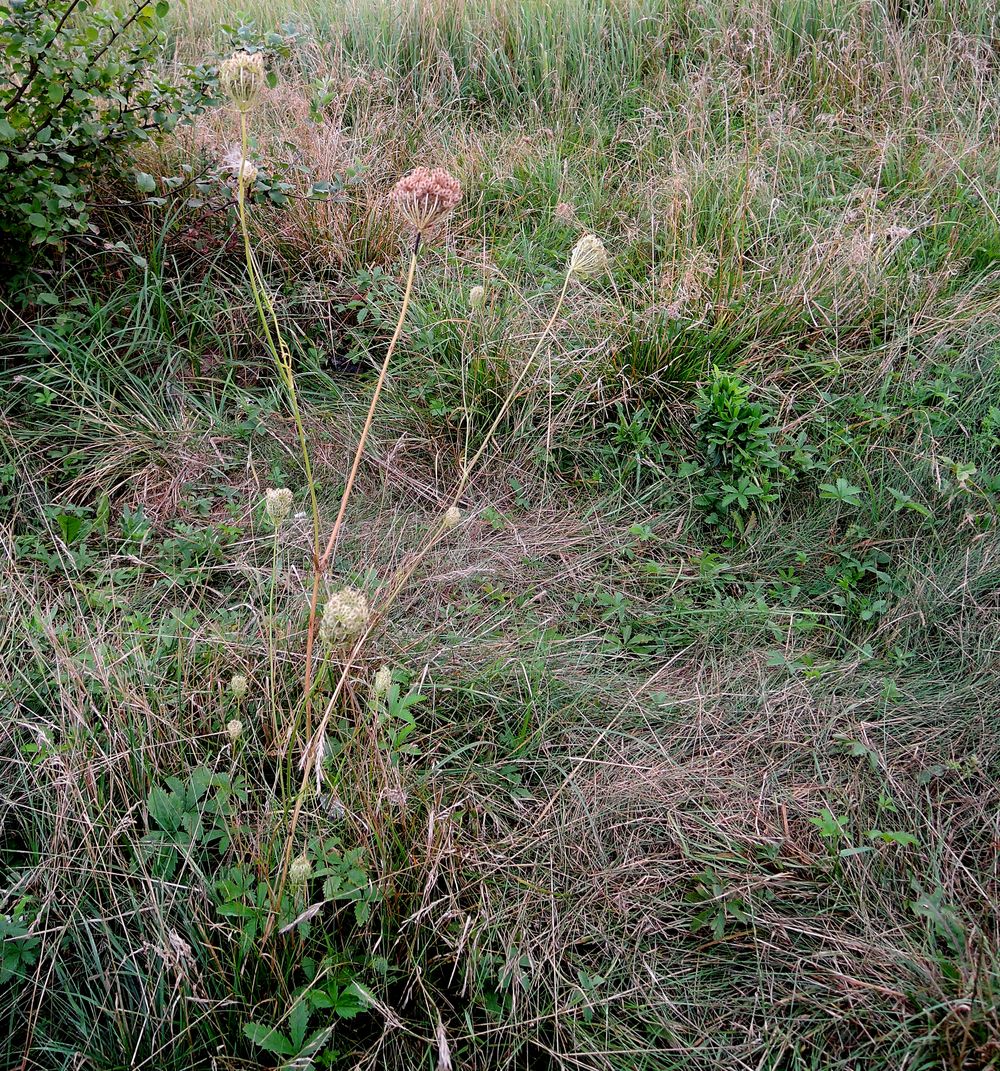 Изображение особи Daucus carota.