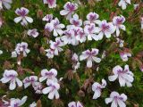 Pelargonium laevigatum