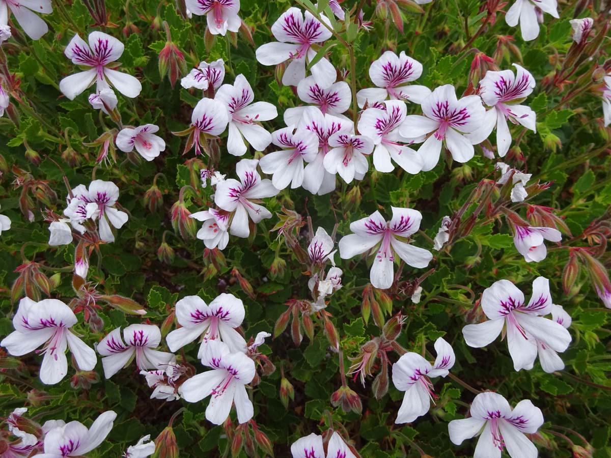 Image of Pelargonium laevigatum specimen.