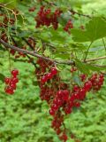 Ribes rubrum